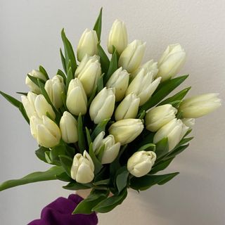 Тюльпан, 1 шт