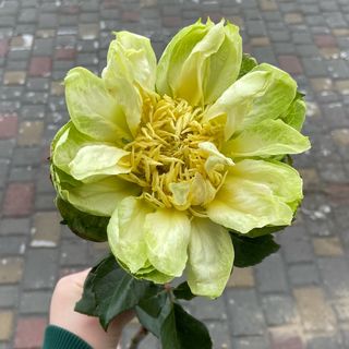 Зелена троянда Веджи, 1 шт