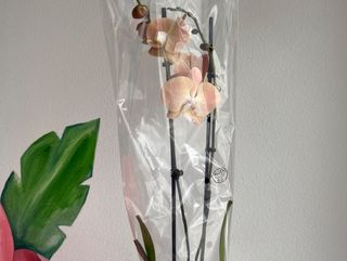 Персикова орхідея