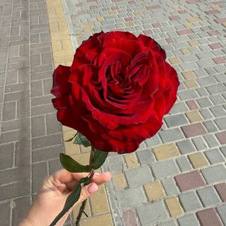 1 червона троянда