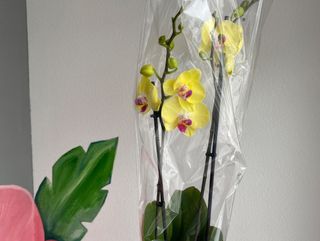 Орхідею жовта