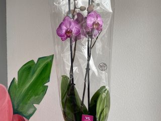 Орхідея фіолетова
