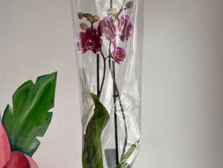 Орхідея фіолетово рожева