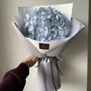 Блакитна гортензія