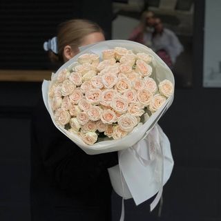 Троянда Sofie