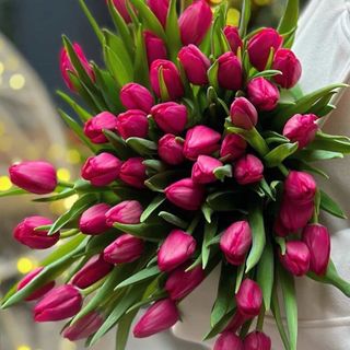 51 малиновий тюльпан