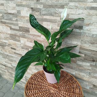 Спатифіліум (Жіноче щастя) 