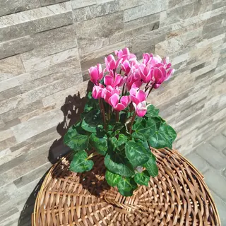 Цикламен