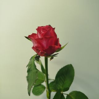 Троянда сорту Далі 