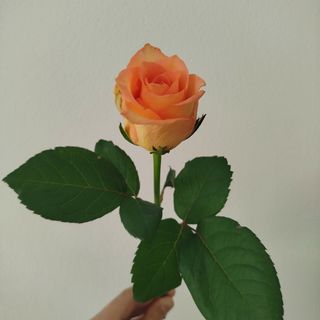 Троянда сорту Майті