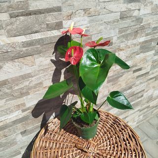 Антуріум (50 см) 