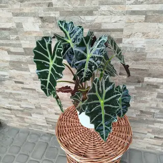 Алоказія Поллі