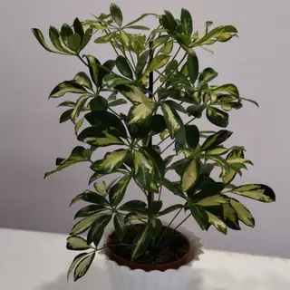 Шефлера