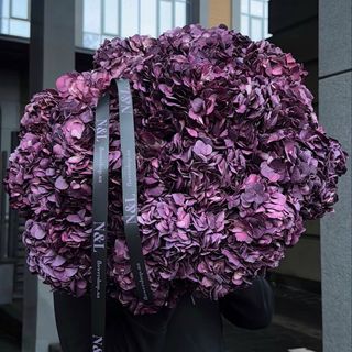 Гортензія Dark purple