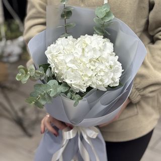 Біла гортензія з пакуванням