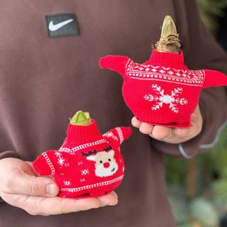 Різдвяна кімнатна рослина "Амариліс"