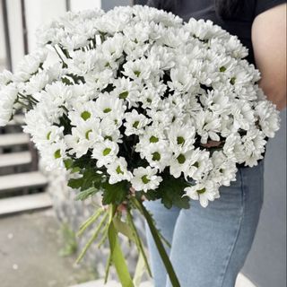 15 гілок РОМАШКОВИХ хризантем