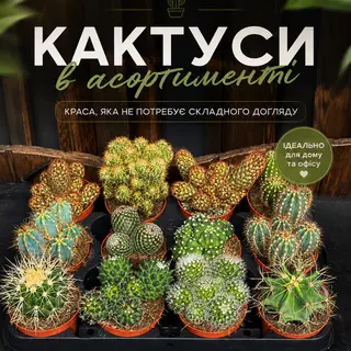 Кактус