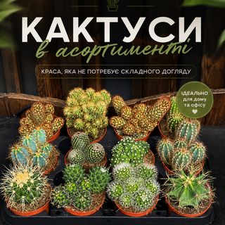 Кактус