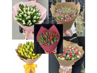 51 тюльпан (колір на вибір)