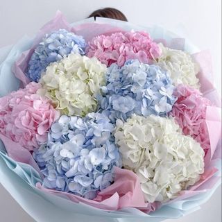 Гортензія 9 шт