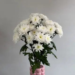 Хризантема зембла