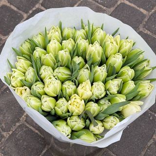 Тюльпан біло-зелений піонієподібний