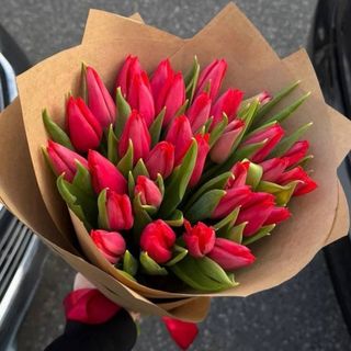 Тюльпан червоний