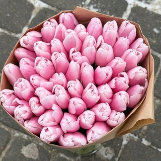 Тюльпан рожевий