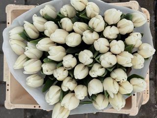 Тюльпан білий