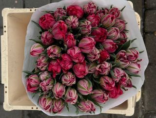 Тюльпан червоний піоновидний