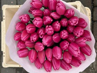 Тюльпан рожевий