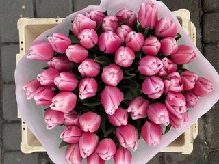 Тюльпан ніжно рожевого кольору