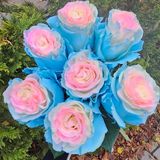 Барби троянда Эквадор 7шт