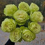 Лимонад троянда Эквадор 9шт