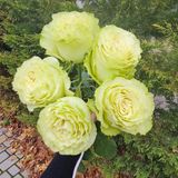 Лимонад троянда Эквадор 5шт