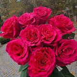Фул Монти троянда Эквадор 9шт