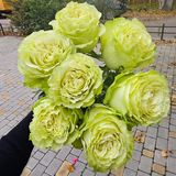 Лимонад троянда Эквадор 7шт