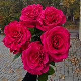 Фул Монти троянда Эквадор 5шт