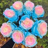 Барби троянда Эквадор 9шт