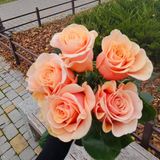 Феникс троянда Эквадор 5шт