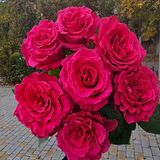 Фул Монти троянда Эквадор 7шт