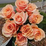 Феникс троянда Эквадор 9шт