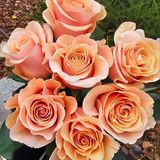 Феникс троянда Эквадор 7шт