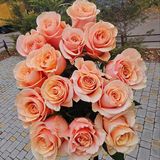 Феникс троянда Эквадор 15шт