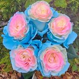 Барби троянда Эквадор 5шт