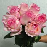 Бульвар троянда  Эквадор  7шт