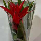 Гузманія червона