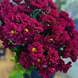 9 гілок червоної ромашки