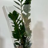 Заміокулькас середній